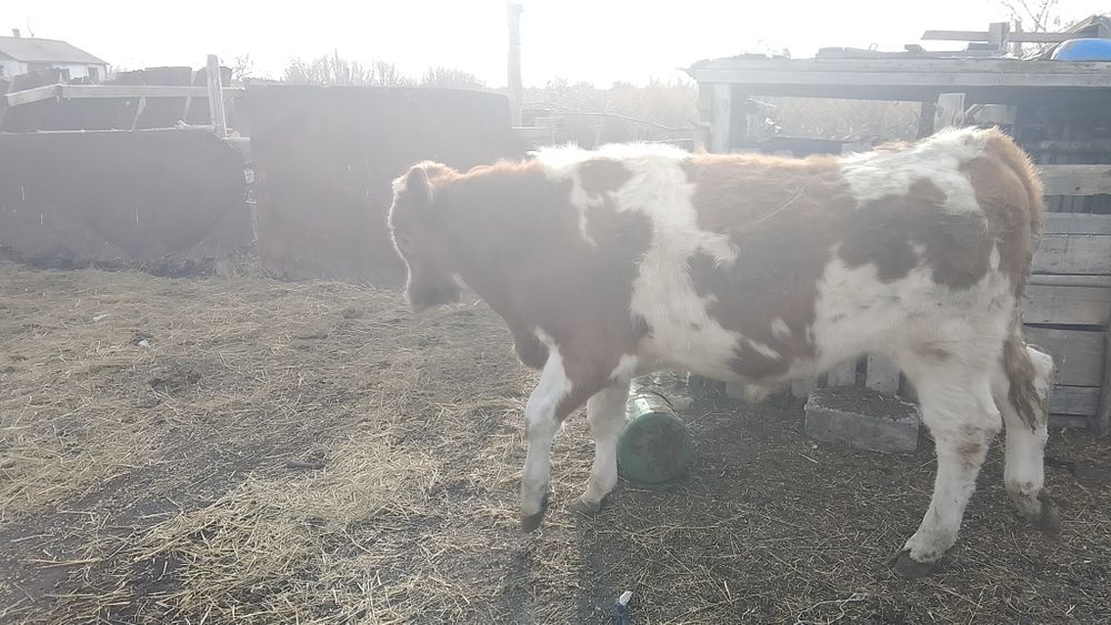 Продается телята подсосные