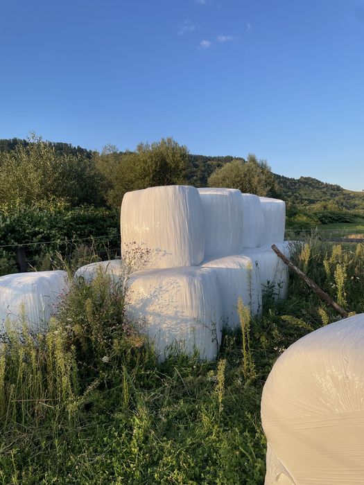 Baloti de lucerna infoliati