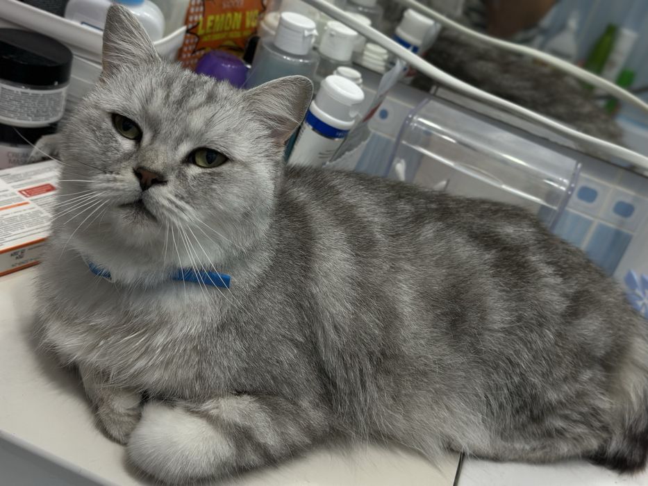 Кошка ищет дом. Ласковая