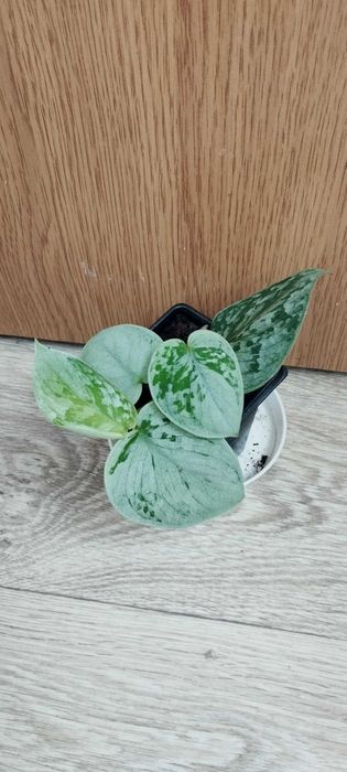 Цветя за продажба!