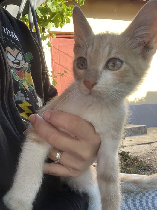 Adoptie pisicute pui rasa mixta