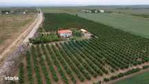 Casă - plantatie aluni  41300mp