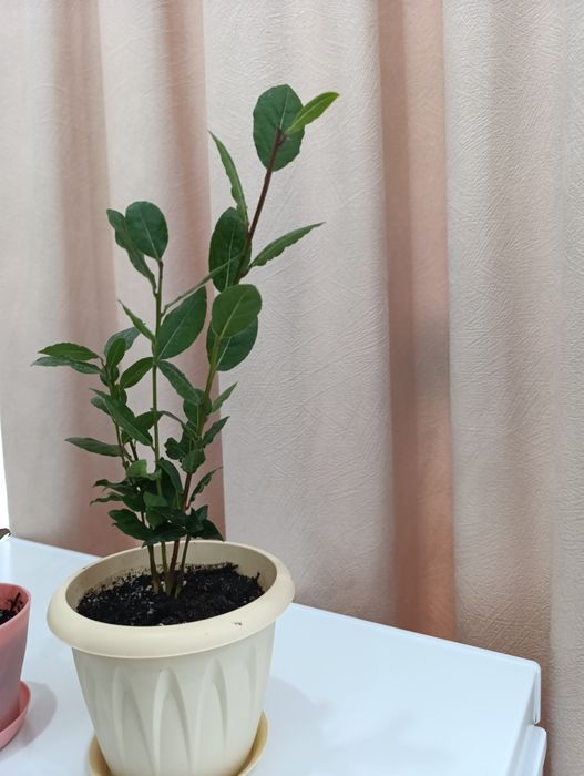 Лавровый цветок ,можно добавлять в еду