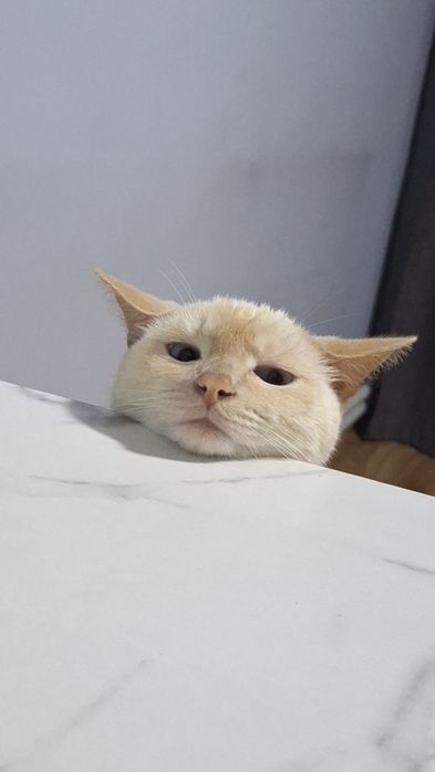 Отдаются кота даром