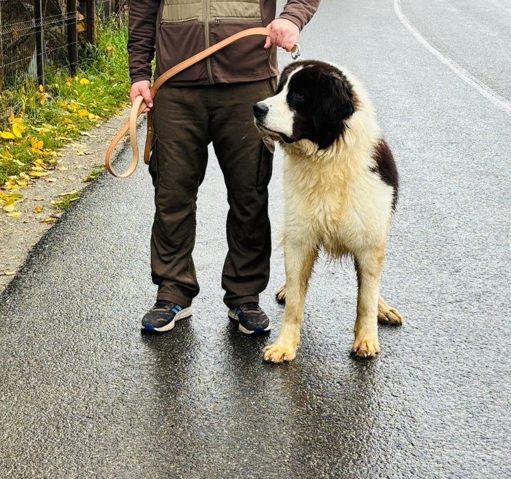 Ciobănesc Românesc de Bucovina