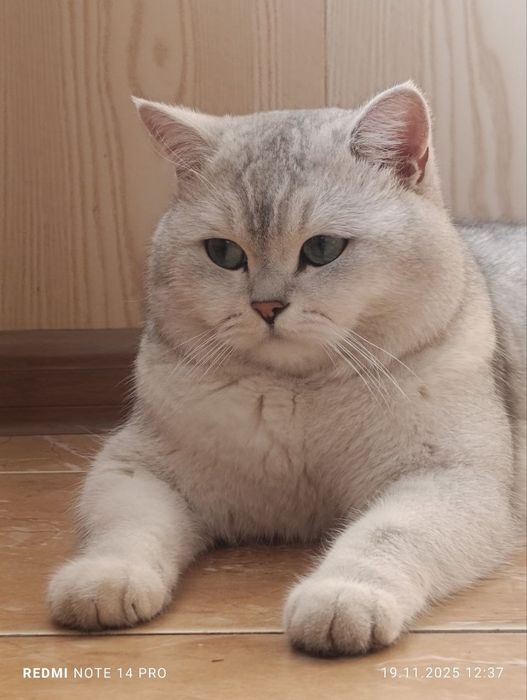 VYAZKA Arni qiz mushuklarni taklif qiladi