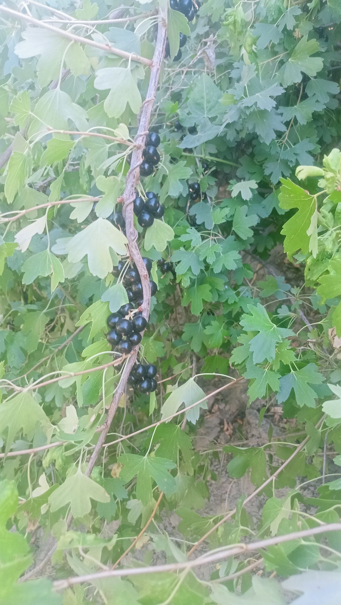 Самародина сотилад