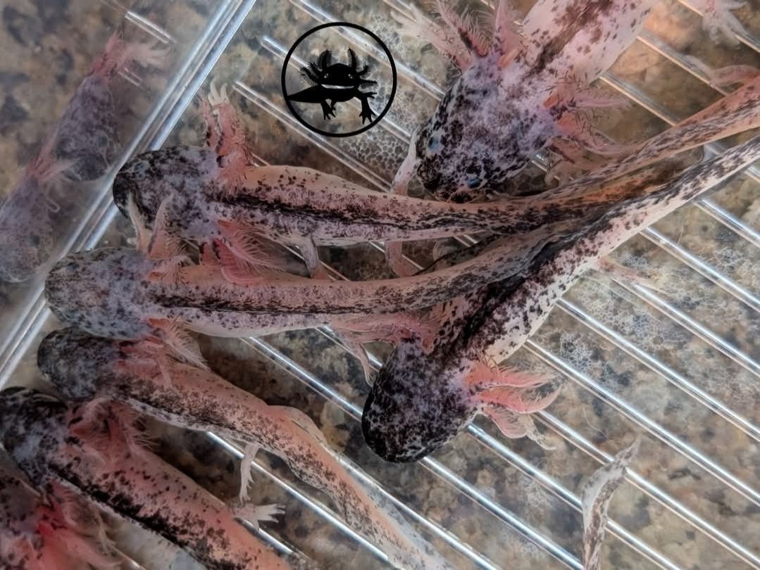 Axoloti juvenili roz sau negrii