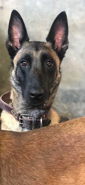 ciobanesc belgian malinois