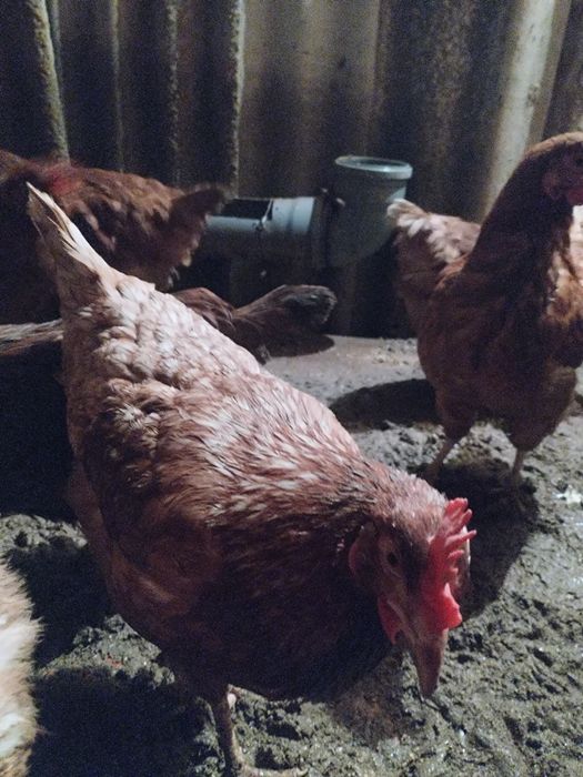 Тауык сатылады(несушка)