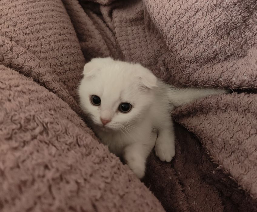 Продам вислоухих и прямоухих  котят, шесть шиншила