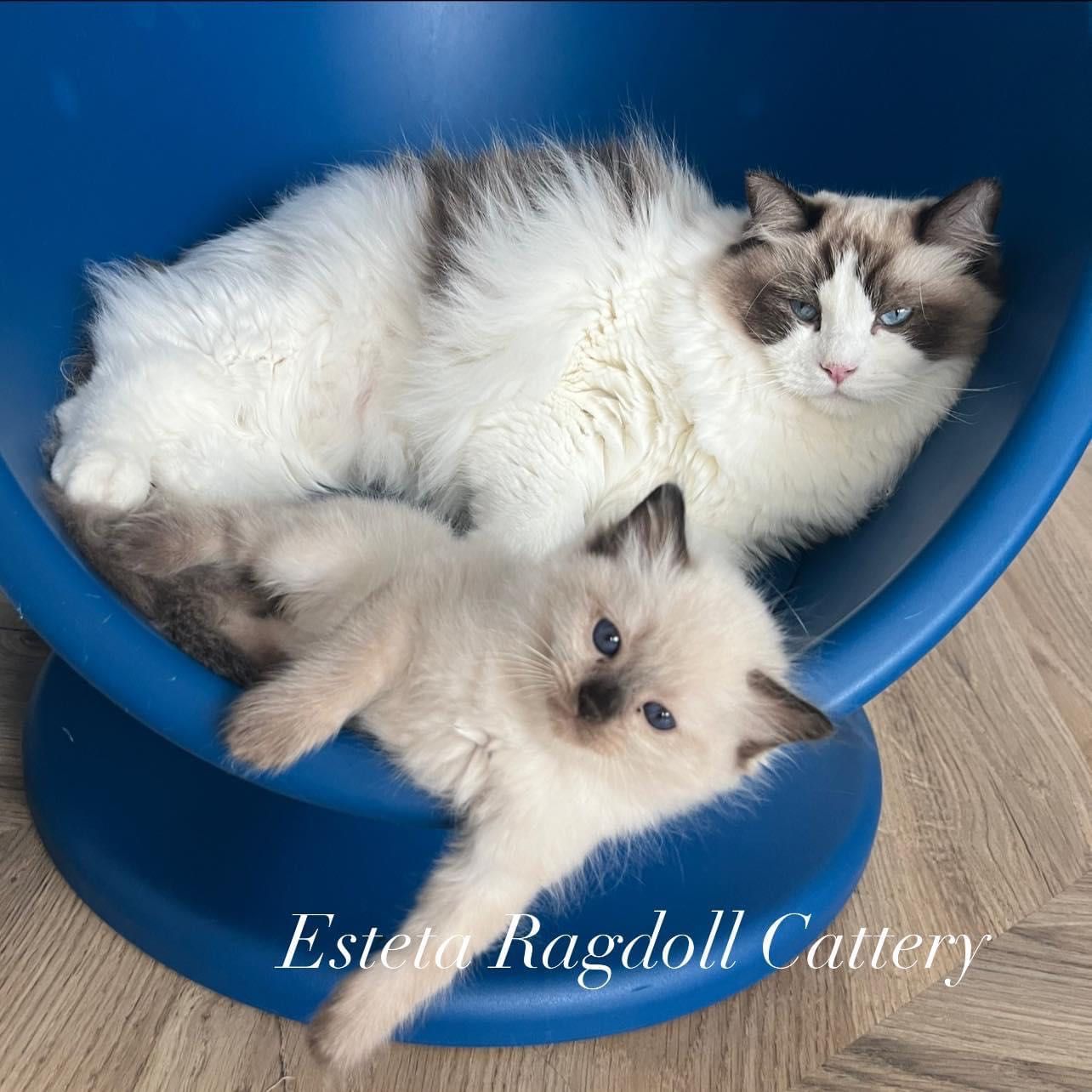 Котенца Ragdoll с родословие