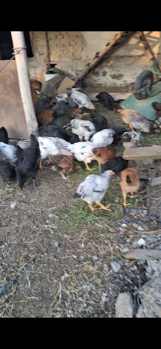 Cocoși de 3 luni
