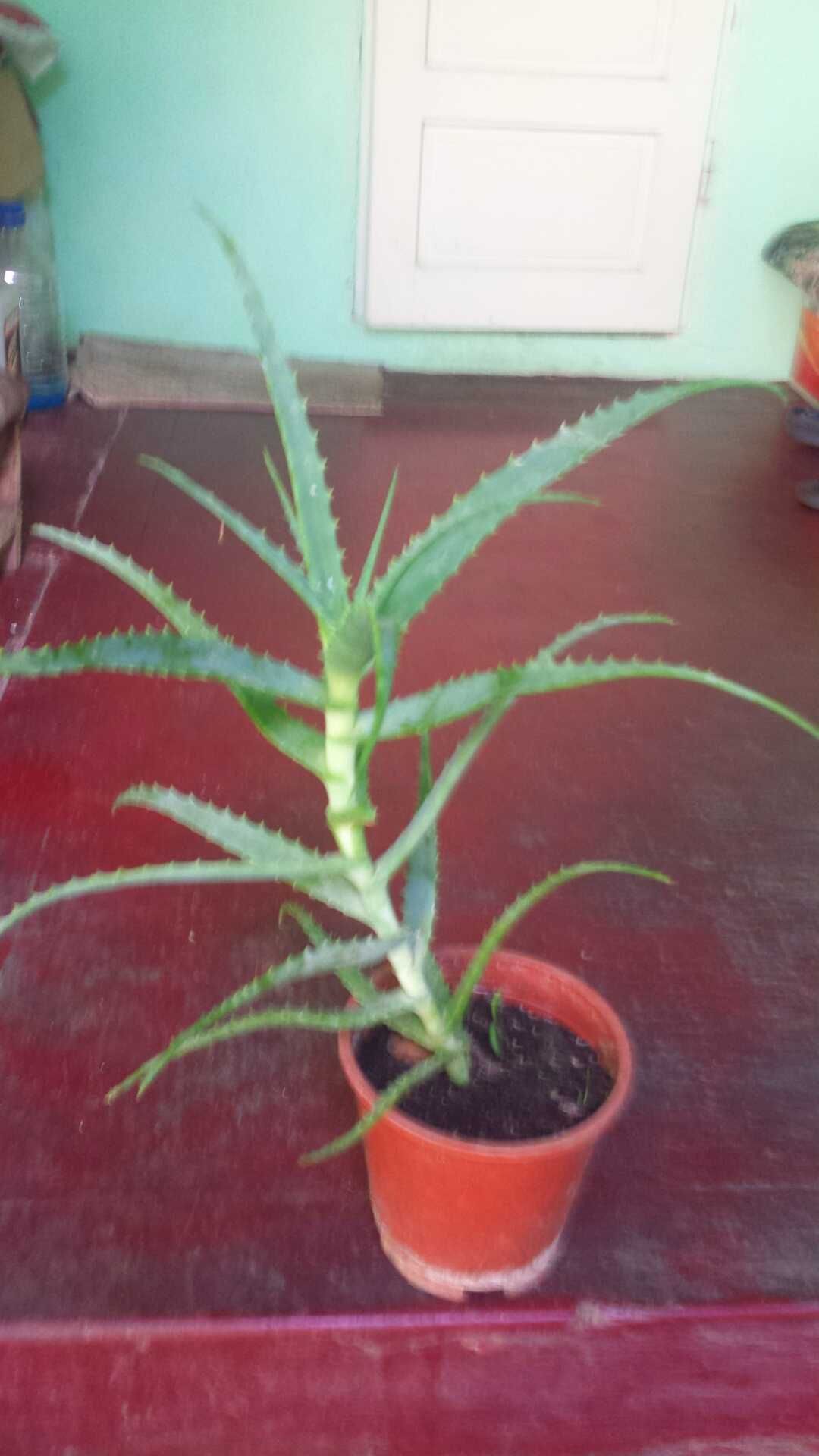 Plante aloe crescute la curte, bio.