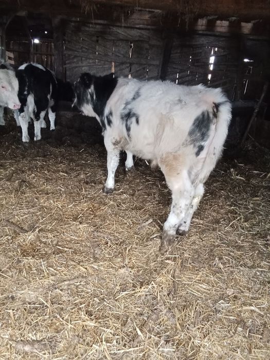 Vând viței 10 bucăți