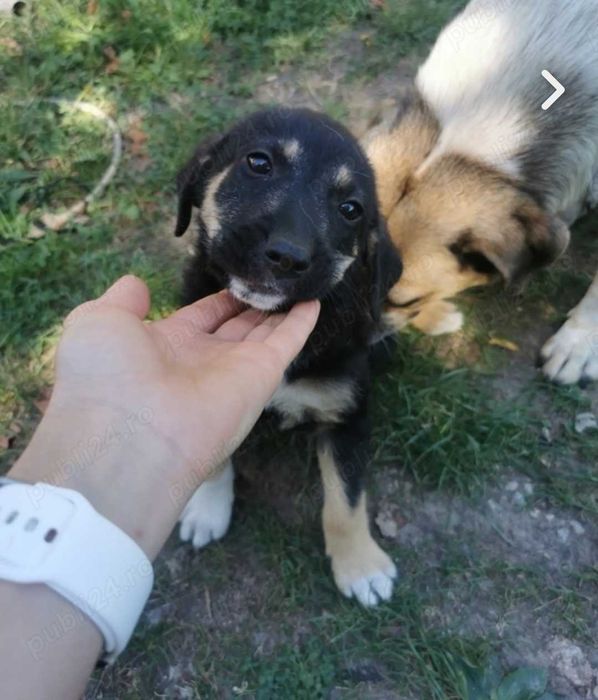 Donez 2 căței de 9 săptămâni!