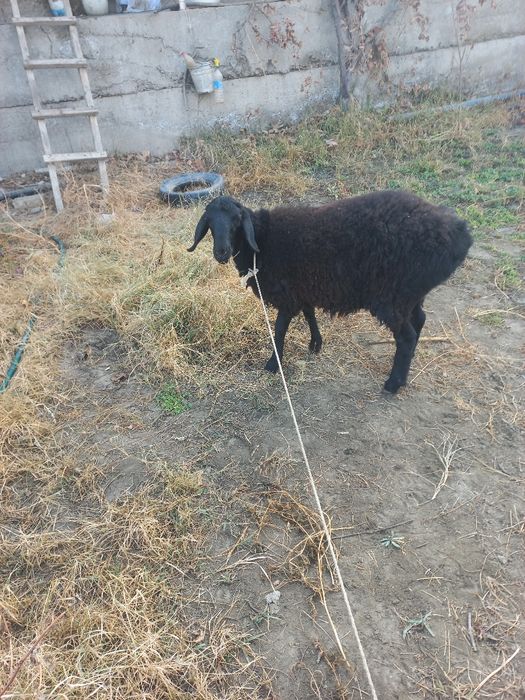 Сурхандарёдани моли сотилалади