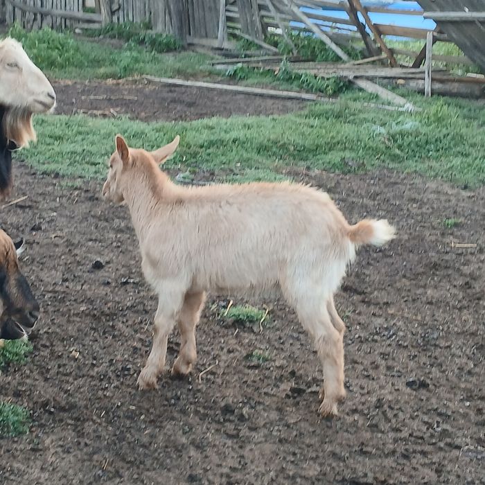 Capră cu iediță de vanzare !