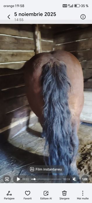 Iapa gestanta de 7 luni