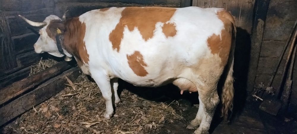 Vând vacă cu vițel