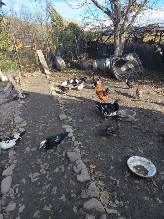 Vând rațe mute tinere