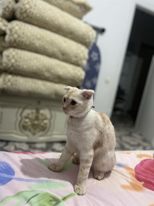 Мушу сотлади акили хамаси оргатилган