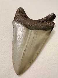 Dinte de Megalodon !!