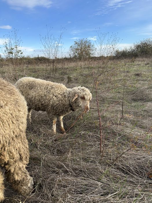 Vand mieluta si berbecuti