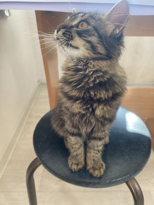 Отдам в добрые руки!