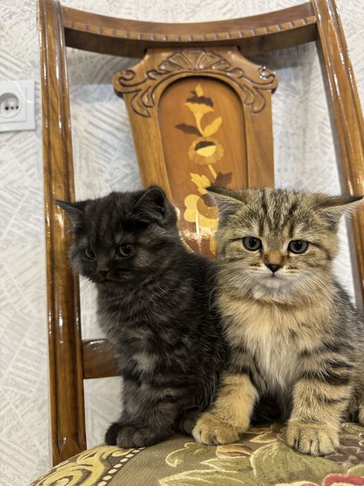 продаются породистые котята 500 000 сум