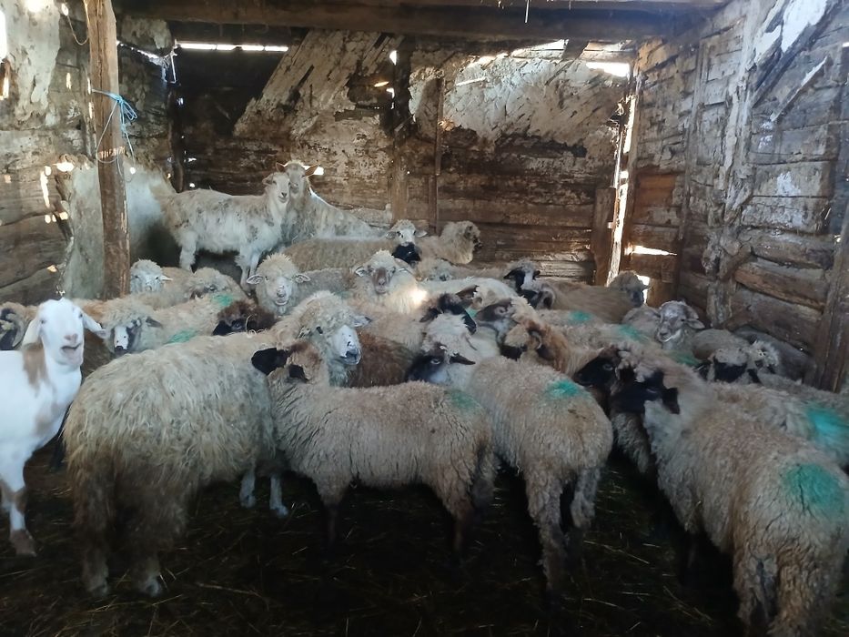 Oi de vânzare    și miei