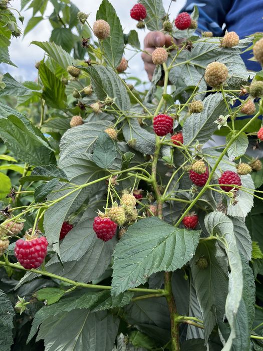 Разсад целогодишни малини