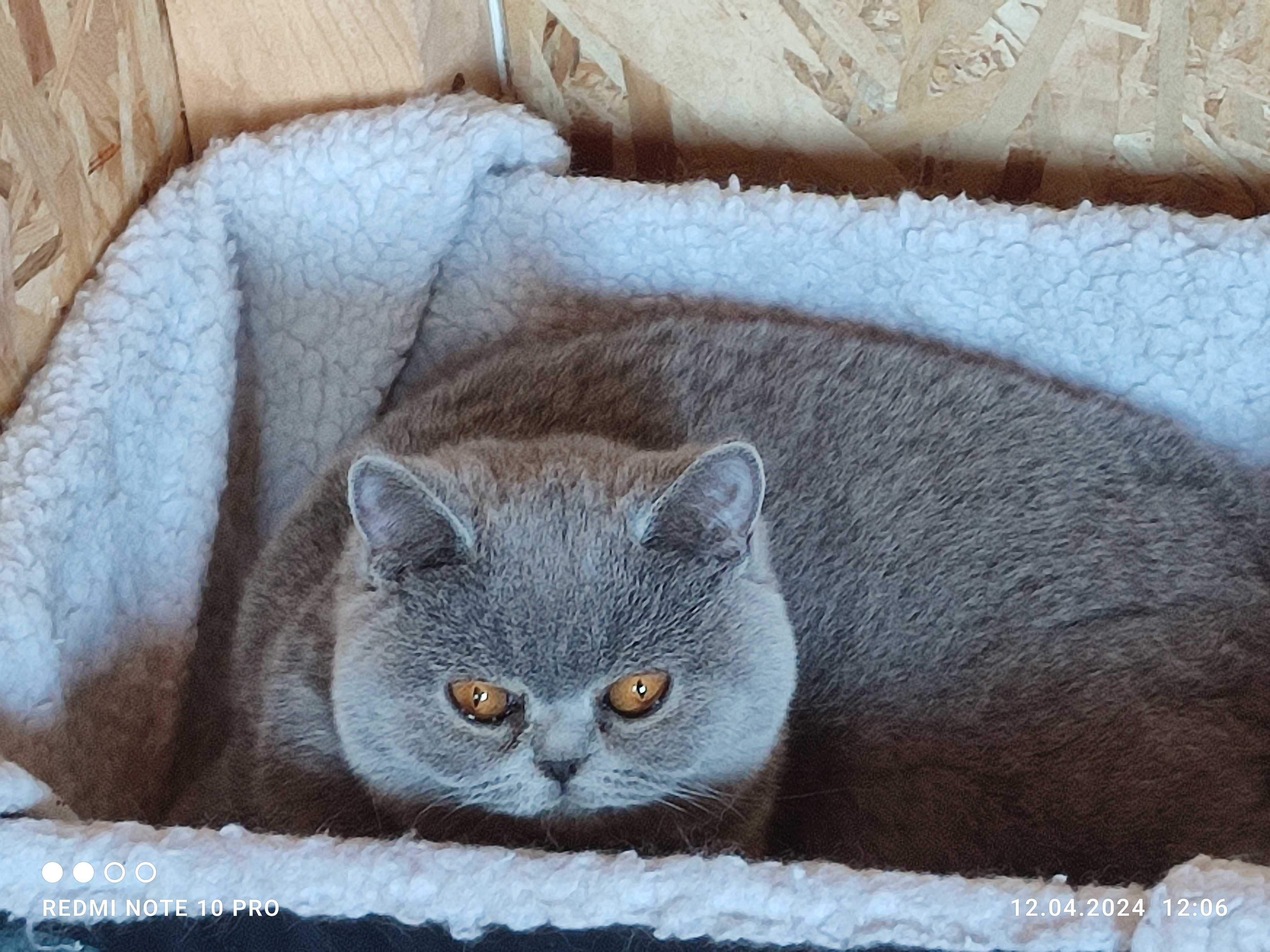 Pisică brithis shorthair cu pedigree din felisa Focșani 2 ani