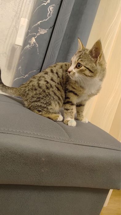 Zotli toza mushuklar