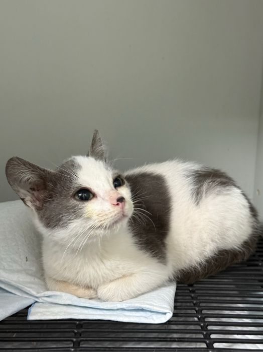 Малко мъжко коте търси дом или приемна грижа