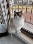 Подарявам коте - порода Ragdoll, момиче, на 4 години