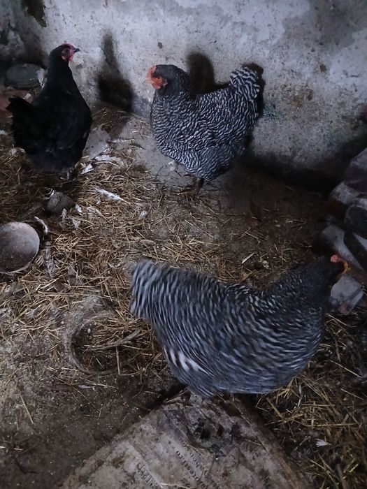 Gaini plymount rock barat