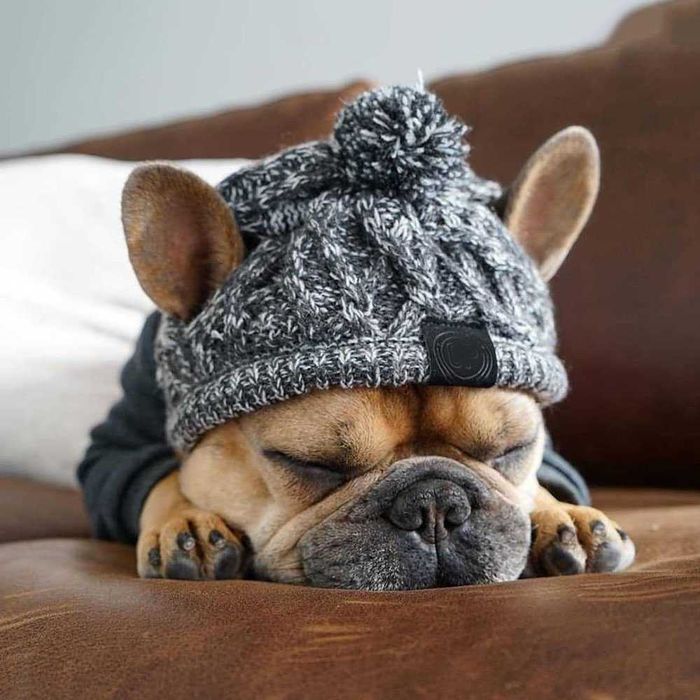 Зимна кучешка плетена шапка с дупки за уши и дълъг