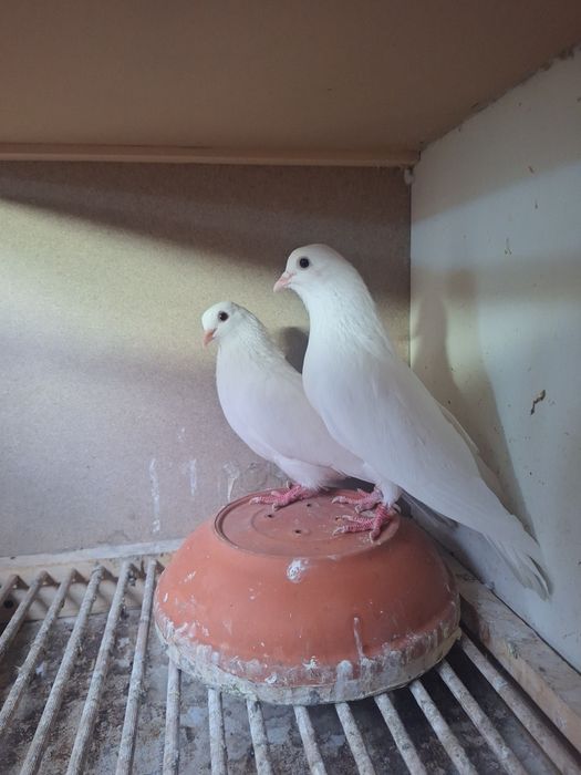 Tobosari arabi  tineret