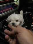 Bichon maltez mini toy