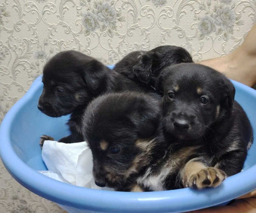 Пристраиваются Щенки средней породы / Kuchuk bor