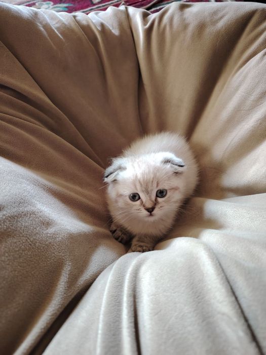 Продаются котята