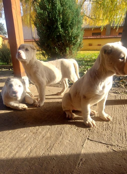 Кавказки вълкодав