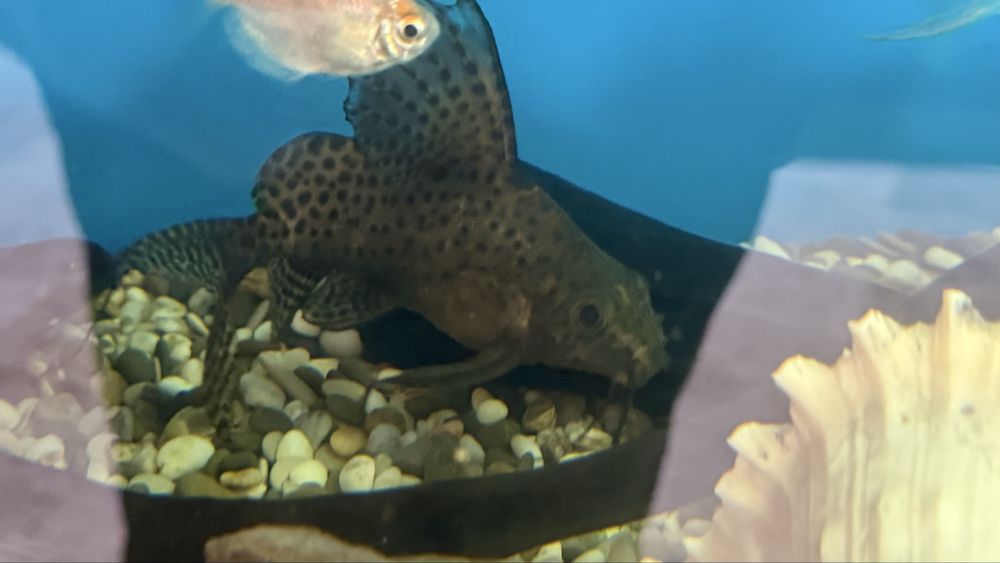 Сомики синодонтисы, 10-15см