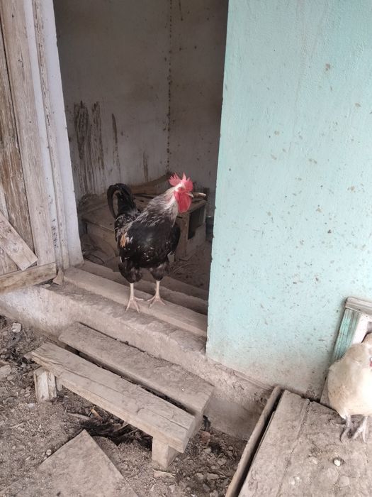 Кораз сатылады тез арада