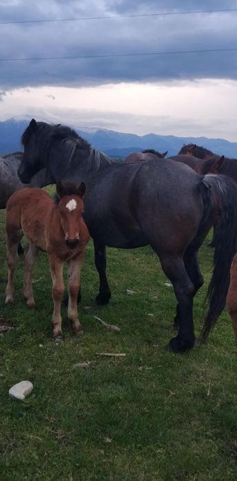 Mânze,Iepe fătate și gestante de vânzare