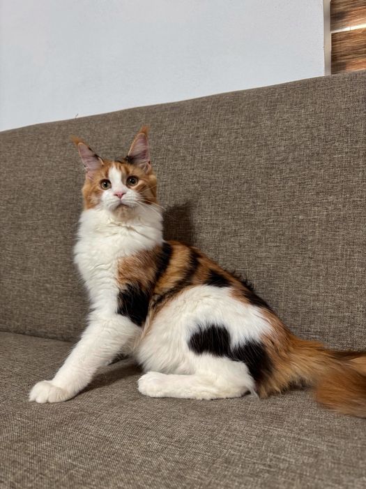 Fetita maine coon felisa autorizata cu pedigree
