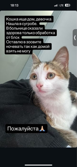 Котенок ищет дом