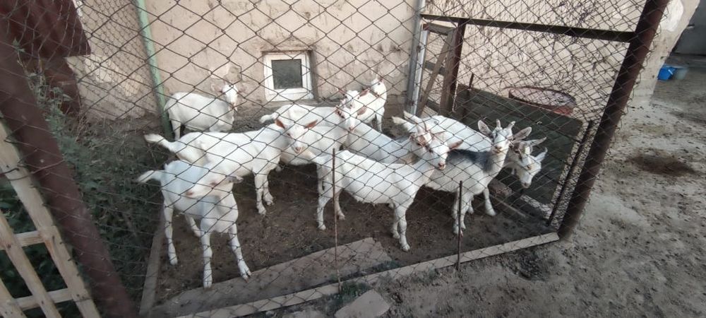 Продаются зааненские козлята