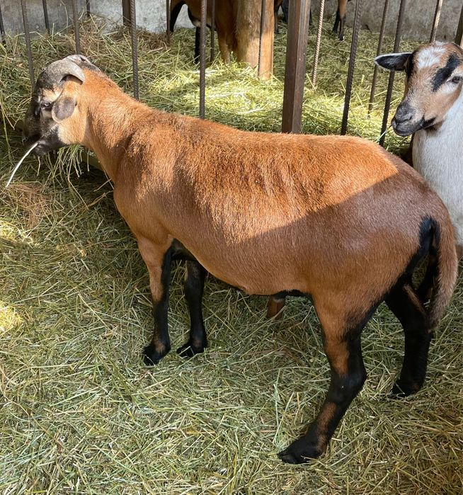 Berbec /oi Camerun original